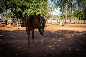 Countryside Equestrian Charm photo