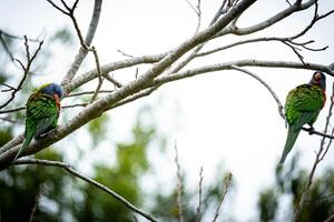 Dual Lorikeets on Branches photo