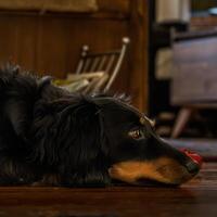 contemplativo canino descansando perro en de madera piso foto