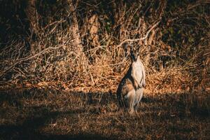 Kangaroo at Twilight photo