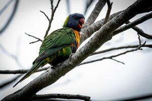 Solitary Lorikeet on a Grey Day photo