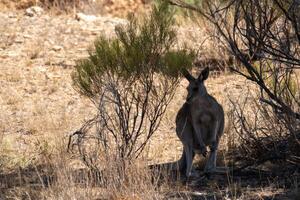 Outback Kangaroo in Brush photo