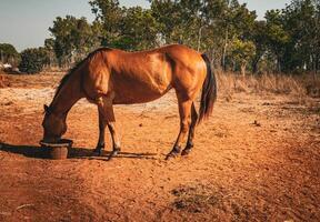 Lone Horse Grazing photo