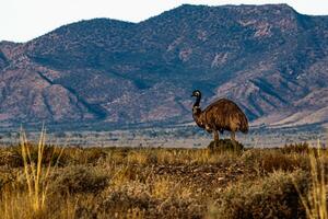 Emu Surveying the Wilderness photo