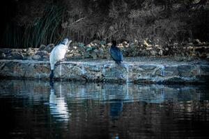 ibis y compañero reflejando foto