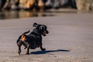 Coastal Canine Excitement 3 photo