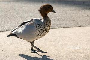 Maned Duck Pacing the Path photo