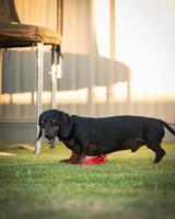 Sausage Dog Playing in Yard photo