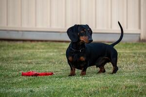 Ready for Fetch photo