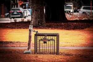 Urban Wildlife Trap photo