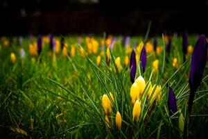 Spring Crocus Symphony photo