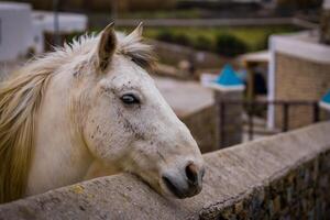 Sleepy Horse Resting by Stone Fence photo