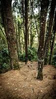 Mysterious Forest Path photo