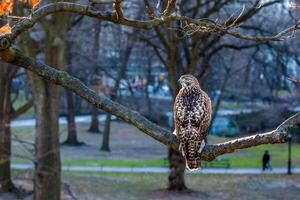 Perched Urban Hawk photo