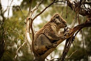 de koala eucalipto descanso foto