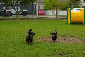 Playful Pursuit in the Park photo