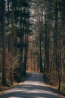 Forest Path Serenity photo