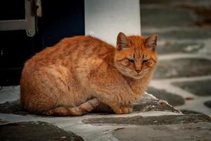 Ginger Cat's Repose photo