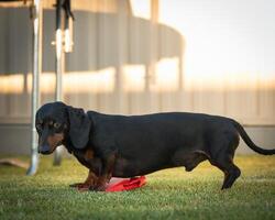 Dachshund with Toy in Mouth photo