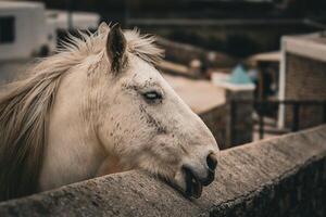 blanco caballo echar un vistazo terminado un Roca pared foto