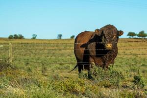 Sunlit Stare of the Pasture King photo