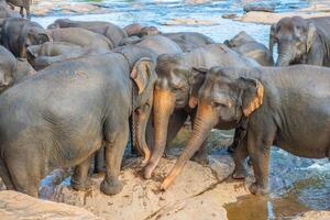 Group of wild Asian elephant bathing in Pinnawala village of Sri Lanka. Pinnawala has the largest herd of captive elephants in the world. photo