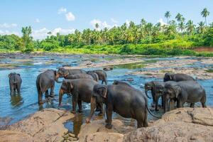 Elephant Orphanage in Pinnawala is nursery and captive breeding ground for wild Asian elephants in Sri Lanka. photo