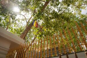 jaya sri maha bodhi el más antiguo vivo plantado por humanos árbol en el mundo con un conocido plantando fecha en antiguo ciudad de anuradhapura foto