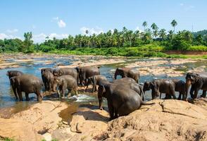 Group of wild elephant in Pinnawala village of Sri Lanka. Pinnawala has the largest herd of captive elephants in the world. photo