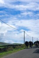 Idyllic scene of dairy cows walking down a road on Terceira Island, Azores, guided by a tractor. photo