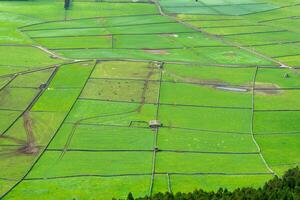 Cows graze in lush pastures on Terceira Island, Azores, enclosed by ancient black stone walls. photo