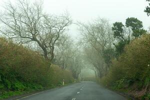 Scenic road winding through bare trees on Terceira Island, Azores, shrouded in mist. photo