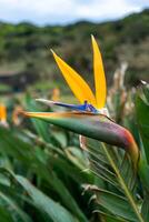 brillante amarillo AVE del Paraiso flor floraciones en un lozano campo de AVE del Paraiso plantas. foto