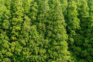 Cedar forest on Terceira Island, Azores. Serene beauty of lush greenery in the heart of the Atlantic. photo