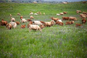 A herd of cows grazes in the vast Alentejo fields on a cloudy spring afternoon. The landscape is lush and green, creating a tranquil setting that captures the essence of rural life. photo