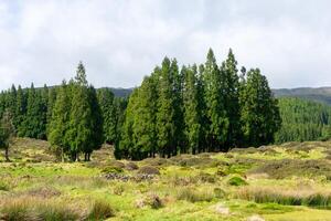 Verdant coniferous forest surrounding Lagoa do Negro, Terceira Island, Azores. A tranquil oasis of natural beauty. photo