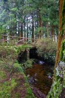 A peaceful stream flowing beneath a rustic wooden bridge amid trees in a picnic park on Terceira Island, Azores. photo