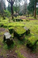 Stone picnic tables and benches covered in moss, surrounded by trees in a picnic area on Terceira Island, Azores. photo