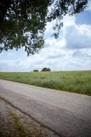 A long, straight road stretches across the golden plains of Alentejo, Portugal. In the distance, a solitary cork oak stands tall, casting a small shadow against the backdrop of a clear blue sky. photo