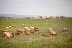 A herd of cows grazes in the vast Alentejo fields on a cloudy spring afternoon. The landscape is lush and green, creating a tranquil setting that captures the essence of rural life. photo