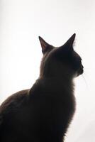 A young Siamese cat in silhouette against a bright white background. The soft glow from behind outlines its graceful shape and iconic pointed ears, emphasizing the sleek lines and striking features. photo