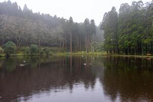 patos nadando en el pintoresco lagoa das patas, terceira isla, azores. un sereno y natural escena, Perfecto para fauna silvestre y naturaleza proyectos foto