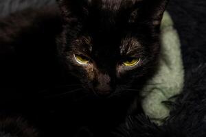 A striking image of a black cat's face, centered on its intense yellow eyes. The dark fur contrasts sharply with the glowing eyes, creating a sense of mystery and intrigue. photo