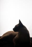A young Siamese cat in silhouette against a bright white background. The soft glow from behind outlines its graceful shape and iconic pointed ears, emphasizing the sleek lines and striking features. photo