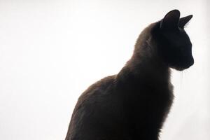 A young Siamese cat in silhouette against a bright white background. The soft glow from behind outlines its graceful shape and iconic pointed ears, emphasizing the sleek lines and striking features. photo