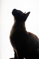 pulcro siamés gato poses esmeradamente en contra un prístino blanco fondo. foto