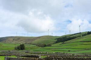Scenic landscape of Terceira Island, Azores, featuring grazing cows and wind turbines on rolling hills. photo