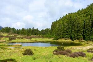 Serene coniferous forest at Lagoa do Negro, Terceira Island, Azores. Majestic trees and tranquil waters offer a peaceful escape. photo