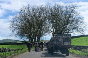 Idyllic scene of dairy cows walking down a road on Terceira Island, Azores, guided by a tractor. photo