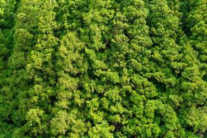 Verdant coniferous forest surrounding Lagoa do Negro, Terceira Island, Azores. A tranquil oasis of natural beauty. photo